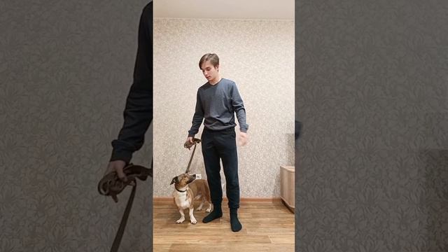 Самые популярные проблемы с собакой и их решение!