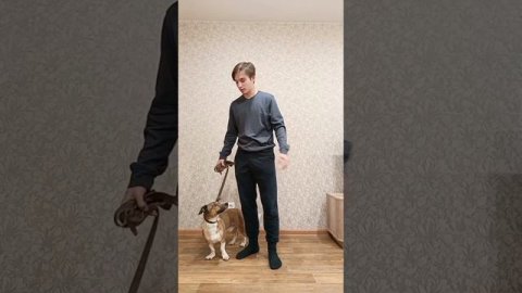 Самые популярные проблемы с собакой и их решение!