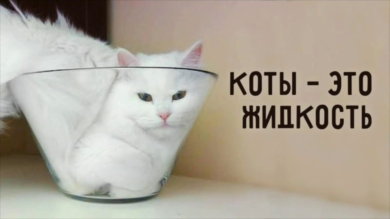 Коты это жидкость картинки