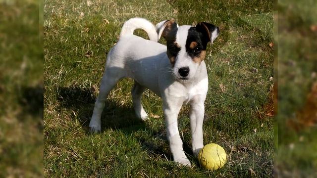 Parson Russell Terrier. Pros and Cons Price How to choose Facts Care History