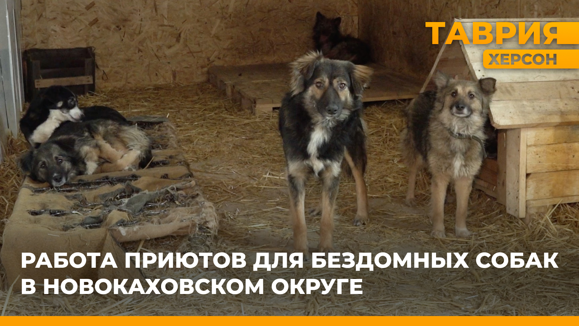 В Новокаховском городском округе работает приют для бездомных собак