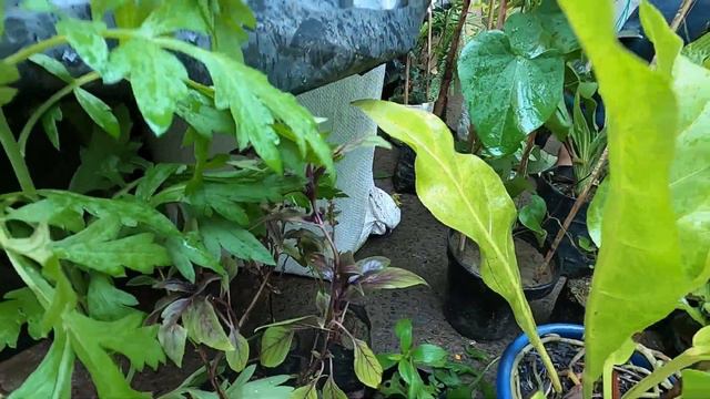 GALIFF STREET PLANT MARKET VIVEK NURSERY | FICHSIA DOLLAR COIN STAR FRUIT PLANT|Best Flowers Foreve