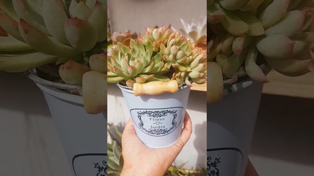 Echeveria Mebina.Uma suculenta comum , mas muito linda e prolífica.
