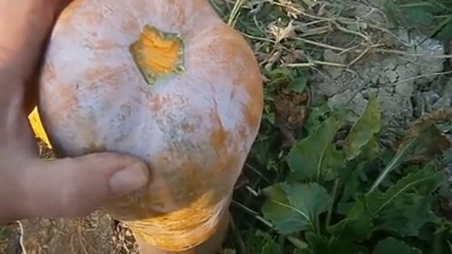 Голосеменная тыква