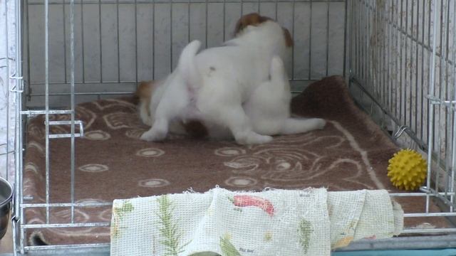 Puppies 6 weeks / funny dog jack russell terrier puppies