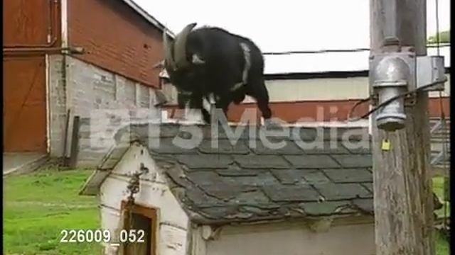 Goat on a doghouse upload via Java on Sun Mar 13 19:27:15 MDT 2016