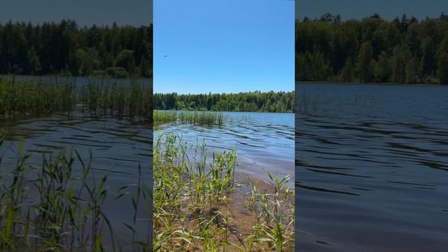 На озере. Саров 25.05.2024 #shorts #озеро