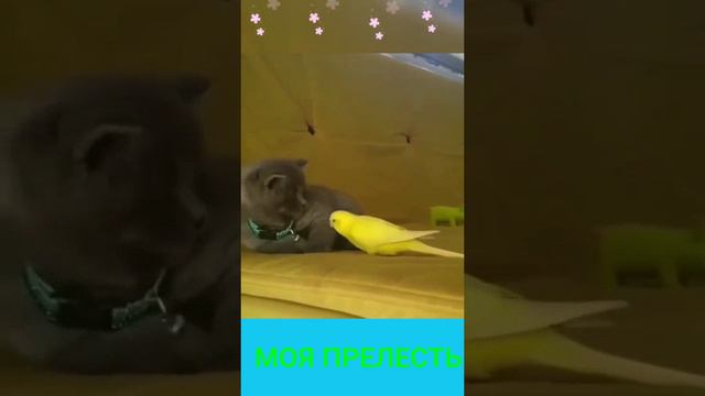 СМЕШНЫЕ ИСТОРИИ ЖИВОТНЫХ.mp4