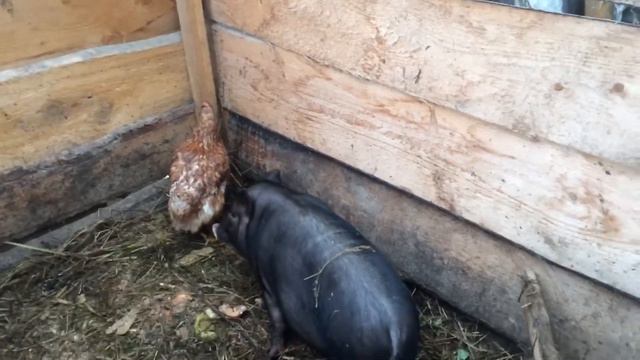Подсобное хозяйство. Поросята. Хайбрид конвертер. Куры. Фазаны. Кролики
