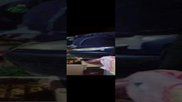 Пересадка пчёл из пчелопакета, мой первый опыт общения с пчелами?