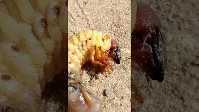 Очень большая личинка майского жука.