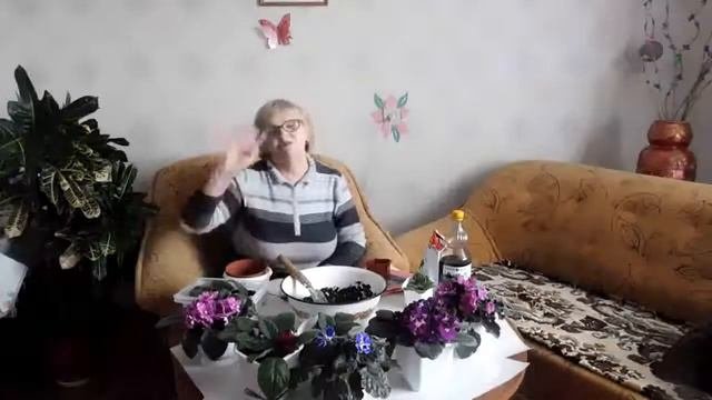 Фиалковый рай