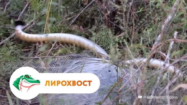 Самые Странные Брачные Ритуалы у Животных