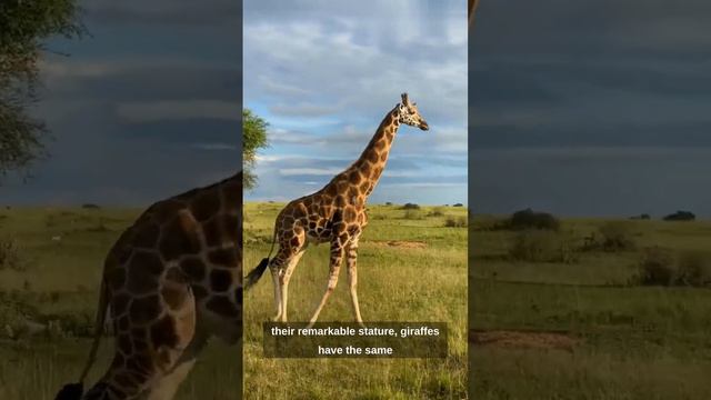 Amazing Giraffe