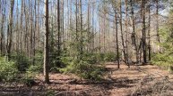 Весенний лес. ч.1. Апрель 2024