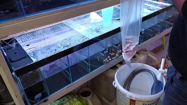 Москва Птичий рынок Садовод