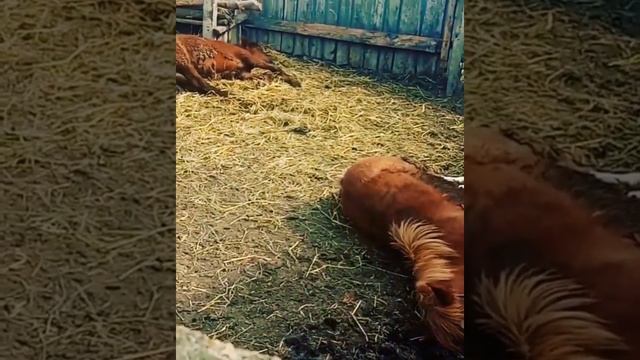 Говорят лошади стоя спят  а это как так.