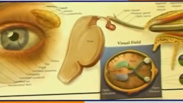 очки панкова..flv