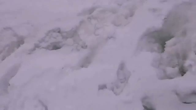 Без поводка /красота.