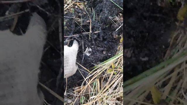 поиск металла, берёзки преподнесли подарки??