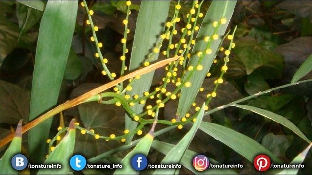 Как размножается хамедорея?  toNature.Info