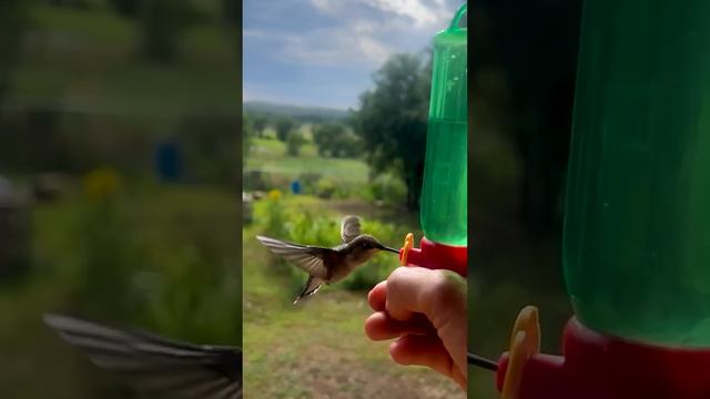 КОЛИБРИ 🐦 🐦 🐦 ПТИЧКА КУШАЕТ