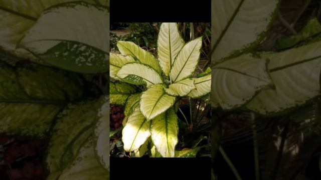 #топ5 #ядовитыерастения #комнатныерастения #аглаонема#антуриум#диффенбахия #кротон #монстера