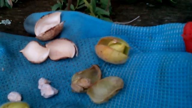 Эксперимент по выращиванию Нута на севере России  Урожай низкий