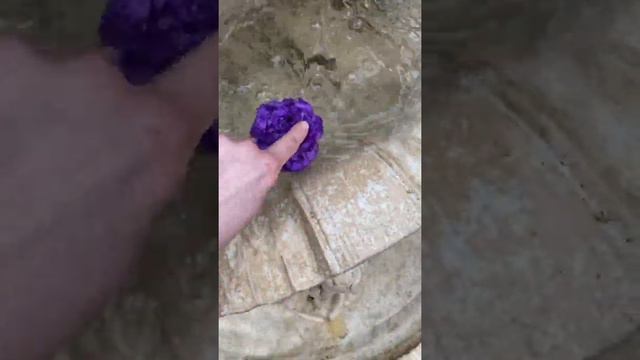 ФИОЛЕТОВАЯ ЭУСТОМА