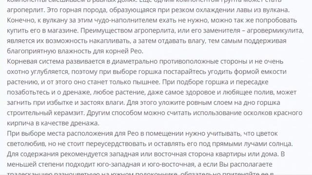 Растение Рео или Традесканция покрывальчатая экзотика на подоконнике
