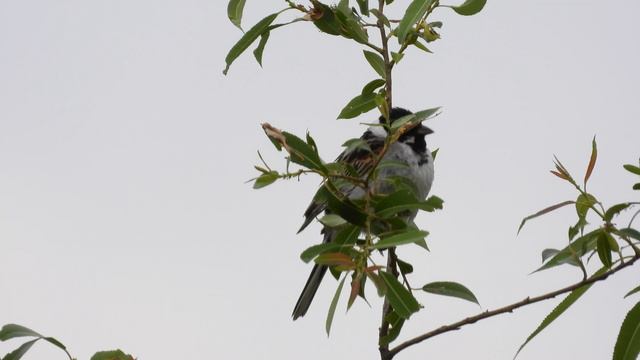 Тростниковая Овсянка поёт, видео с голосом птицы, наблюдение в Великом Новгороде, 15 июля 2024