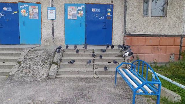 Голуби у подъезда