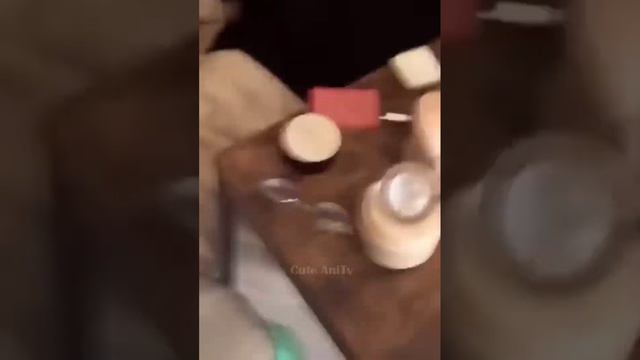 📹  Самые смешные животные 2023😂 Смешные коты и собаки - Animal Club