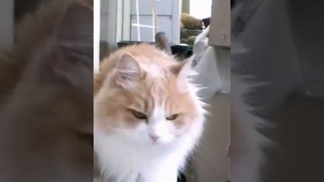 Кошка разговаривает.avi