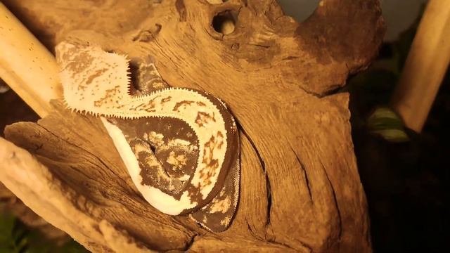 Gekon orzęsiony w terrarium od repti-zoo