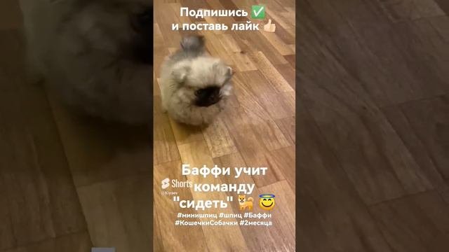 Баффи учит команду _сидеть_ 🐕😇 #минишпиц #шпиц #Баффи #кошечкисобачки