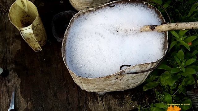 Отрава от Колорадского жука,и подкормка для огурцов 🥒,мочевина.