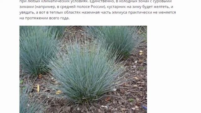 Элимус голубой посадка и уход.