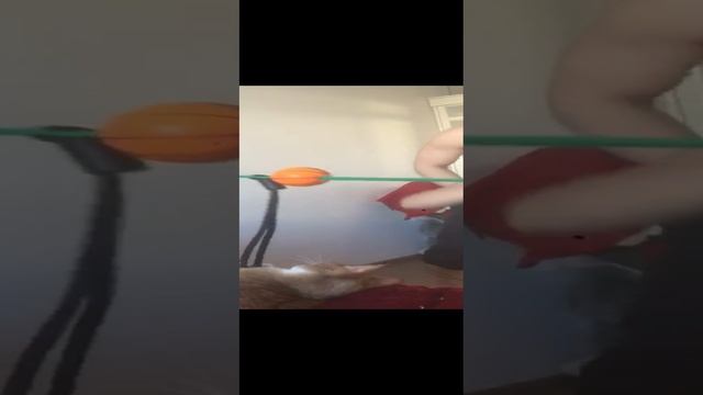 Смотреть видео онлайн
