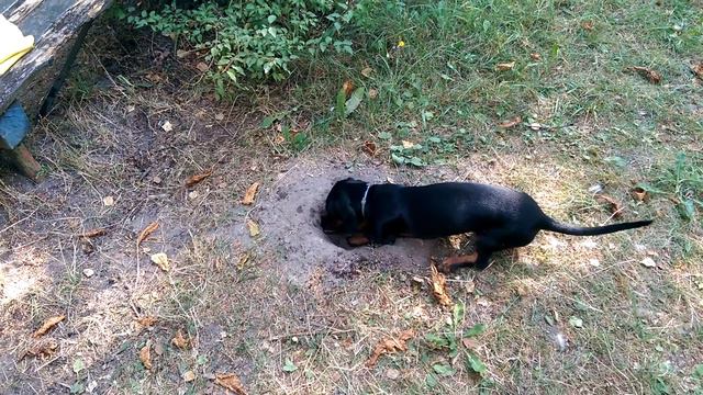 Торик роет яму