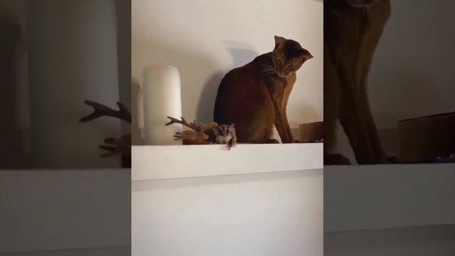 ???