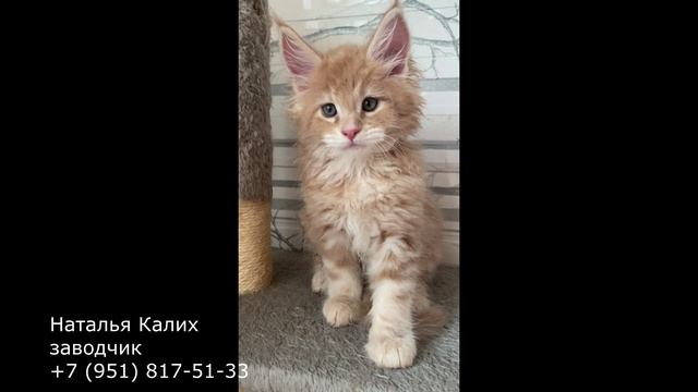 Питомник менй-кунов Челябинск предлагает котенка в домашние любимцы