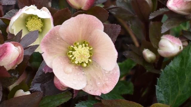 Plant Profile: Lenten Rose (Helleborus orientalis)