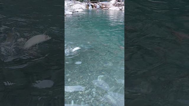 Купание в горной реке в Каньоне Гёйнюк в Турции. Температура воды 12 градусов.