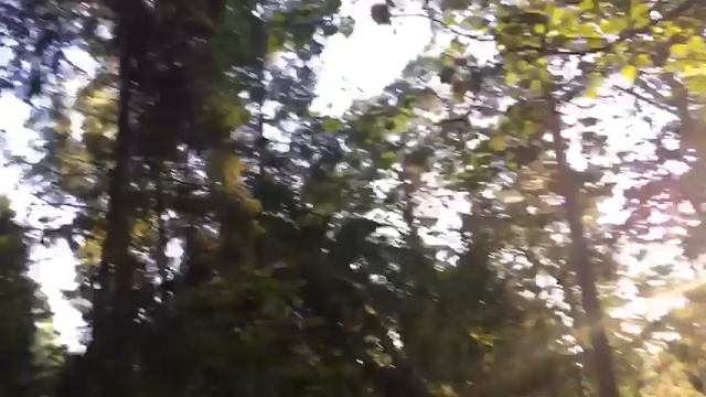 Папоротника много... Куршская коса. Королевский бор (Нерейский лес). 9 сентября 2021г.