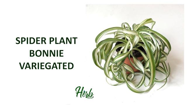15 SPIDER PLANT SPECIES  HERB STORIES
