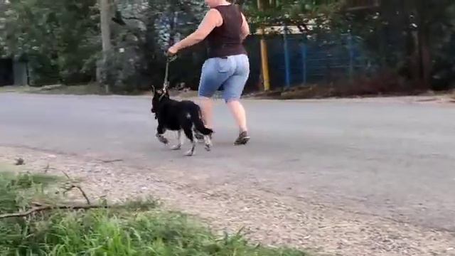 Войско Арагорна Норакс, 4 месяца