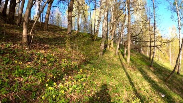 Прогулка по весеннему лесу | Walk in the spring forest