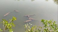 ГОА | Кормим крокодилов. Мой первый автостоп в Индии