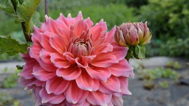 Георгины  HAPET 2013005 и Summer Beauty. Dahlia HAPET 2013005 and Summer Beauty